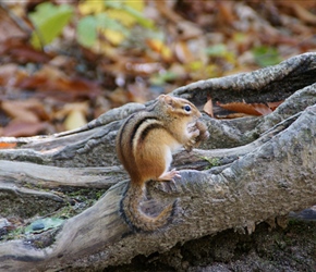 Chipmonk