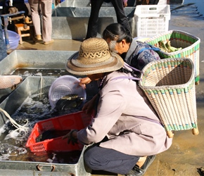 Fish seller