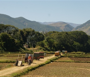 Tuk tuk lined up by the fields