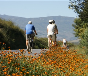 Passing marigolds