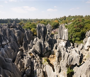 Stone Forest