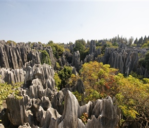 Stone Forest