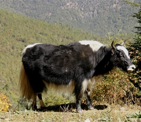 Yaks in a tourist pond