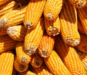 Dried maize. Hung in strips along the roadside