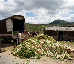 White Radish having been harvested