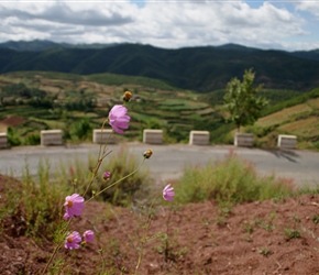 Flowers and view