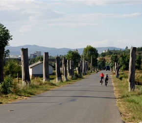 Entering Xiazhuang through the pollarded eucalyptus trees