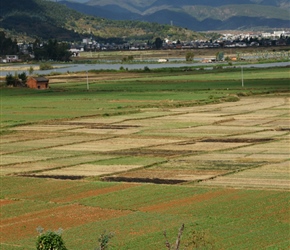 Fields and Bougenvillia