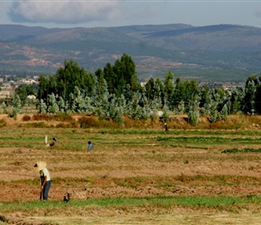 Farming near Xiazhuang