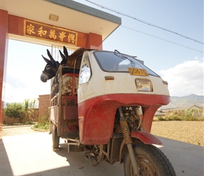 Donkeys in a tuk tuk