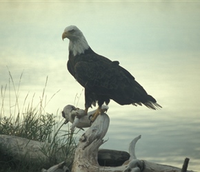 Bald Eagle, a bit of a cheat as was a pet