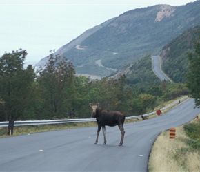 It was the classic Cabot view with the classic animal, how lucky was that?