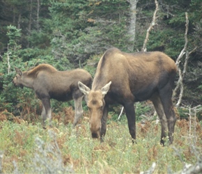 Moose and calf