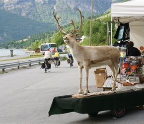 Stuffed reindeer near the cruise ships at Olden