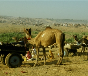 The camels had there own field which we wandered about looking for a good photo