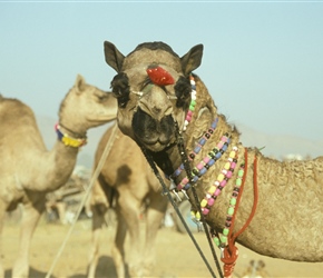 Lots of camels were decorated