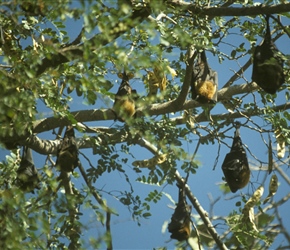 Fruit Bats