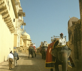 Elephants at Amer Fort