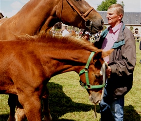 Horses and foal at the equestrian center