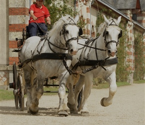 Horse procession at St Lo