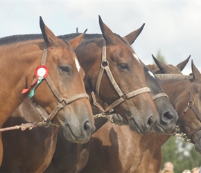 Horses bridled together