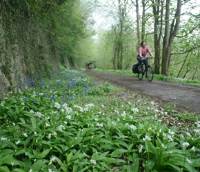 Garlic and Bluebells near Midford