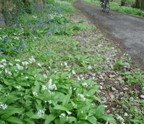 Passing the spring bluebells near Midford