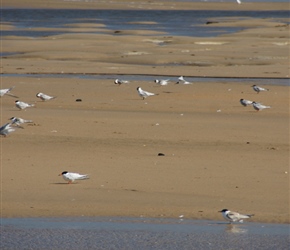 Alnmouth