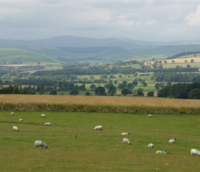 Northumberland Cheviots