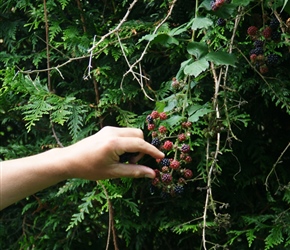 With the hedge rows stuffed with blackberries who can resist?