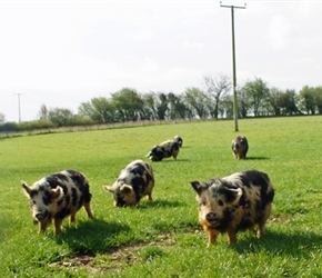 Well the neighbours were friendly, in this case Koonu Koony pigs