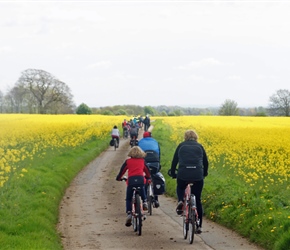 Through rape fields