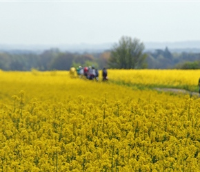 Through rape fields