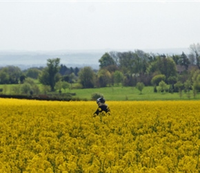 Through rape fields