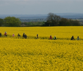 Through the rape fields