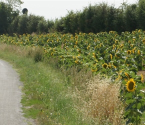 20.08.2012-CTC-Chateau---Jonzac-(34)-Anna,-Katie-and-Louise-pass-sunflowers,-near-Jonzac.jpg