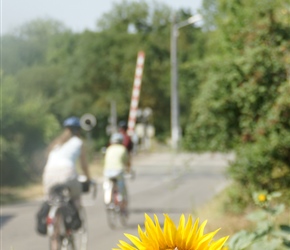 Sunflower and over the railway