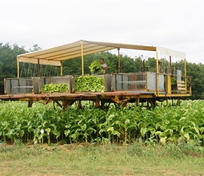 Tobacco Harvesting