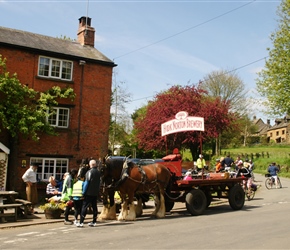 Shire Horses at Hook Norton