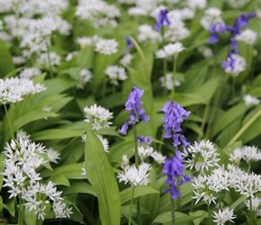 Wild Garlic and Bluebells