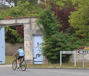 Rose Taylor near Montils Cognac