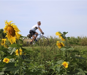 Nigel and Sunflowers