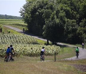 Through sunflower fields