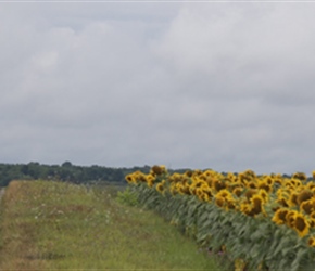 Passing Sunflowers