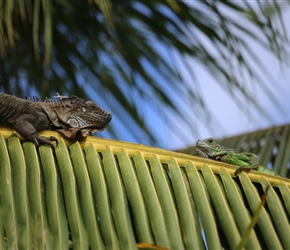 Lunchtime Iguanas