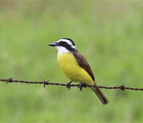 Yellow Flycatcher