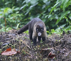 White nosed Coati