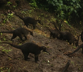 White nosed Coati's snuffling along