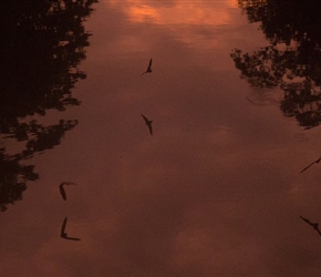 Bats at twilight