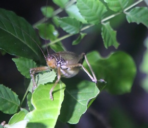 Locust on night walk